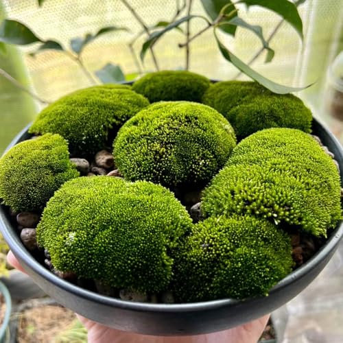 700 Piezas Semillas De Musgo Que Cubren El Suelo, Turba, Musgo De Placa, Plantas De Jardín Resistentes Perennes, Semillas De Bonsái Jardín De Semillas De Musgo - Briophyta - Decoración