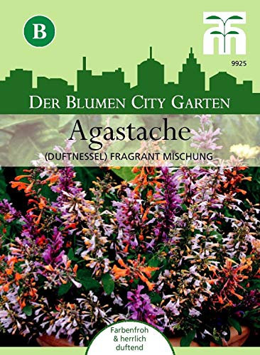 Parfum ortie 'fragrante miscela' Agastache aurantiaca menthe des montagnes env. 60 semigrana