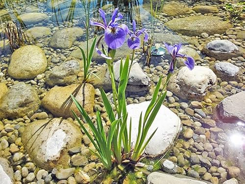 3x Schwertlilie lila | Iris versicolor | Wasserpflanze | Teichpflanze | winterhart |echte blau-lila Blüte| auch für Schwimmteiche