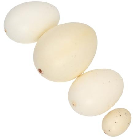 ibasenice 4stücke Simulationsei Vogeleiermodell Lebensechtes Ei Eierspielzeug in Verschiedenen Farben Und Mustern Langlebiges Material Für Kinderaktivitäten Und Kreative Beschäftigung