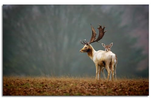 Wildtier-Poster, Hirsch, Leinwanddruck, Grasland, Wandkunst für Zuhause, 1 Panel, Dekoration, ungerahmt, 106,7 x 61 cm