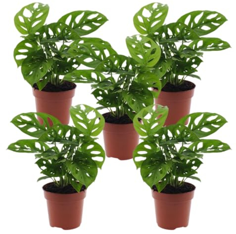 Monstera adansonii | 5er-Set | Affenblatt | ca. 25-30 cm | ø 12-15 cm Topf | Pflegeleichte Zimmerpflanzen für Wohnung und Büro | Qualität vom Pflanzen Profi | Ideale Raumbegrünung