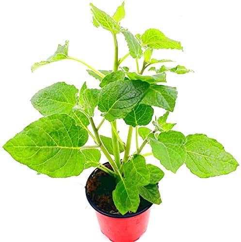 FLORAPARTNER Andenbeere Physalis peruviana Obst Pflanzen 2er Set