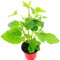 FLORAPARTNER Andenbeere Physalis peruviana Obst Pflanzen 2er Set