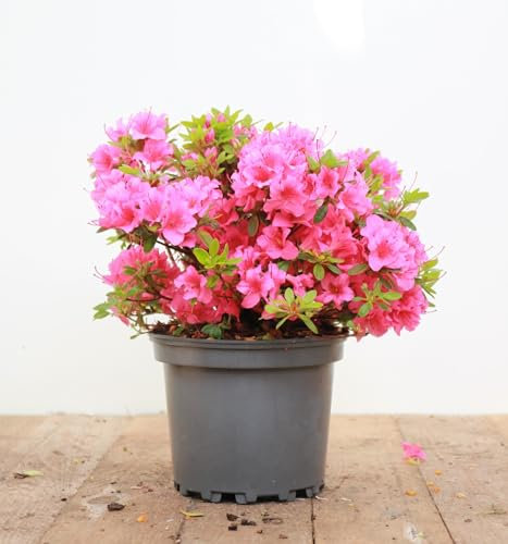 Rhododendron obtusum 'Michiko' 25–30 cm – Winterhart, Immergrün, Pflegeleicht – Azalee – Zierstrauch für Garten & Kübel