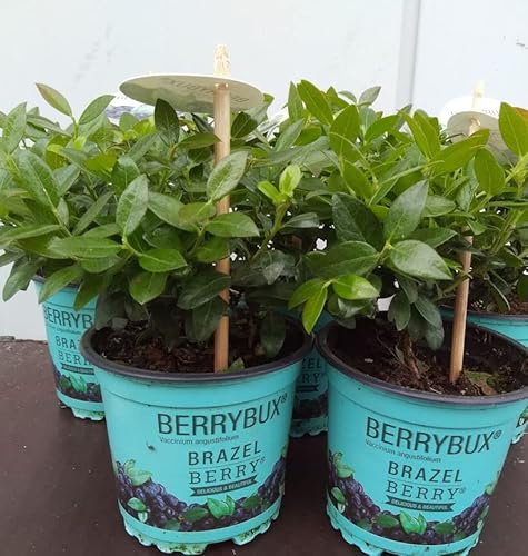 10x Heidelbeere Berry Bux - BrazelBerry 10-15cm - Vaccinium angustifolium - lebende Gartenpflanze aus den Baumschulen
