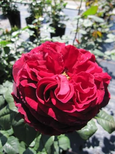 Rosa Gospel® - Beetrose Gospel® - Tantau Rose - mehrfach ausgezeichnet