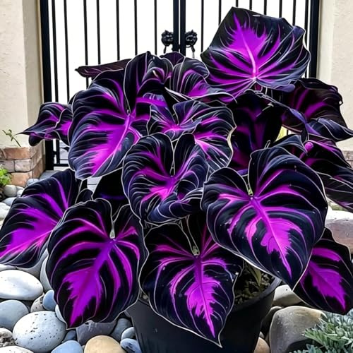 Lampadine Hosta perenni rari/vivaci arcobaleno/Spettacolari lampadine Hosta per piantare immediatamente nel Regno Unito/Sviluppare potentemente/Bella esposizione paesaggistica/coltivazione in vaso
