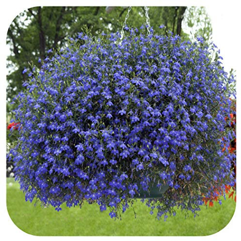 Lobelia Trailing 'Sapphire' Blue Mini Plug Plants x 24 for Potting On