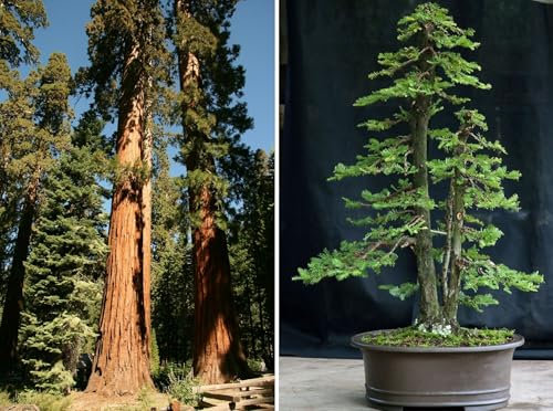 Giant Redwood 30+ Seeds Sequoiadendron Giganteum Bonsai