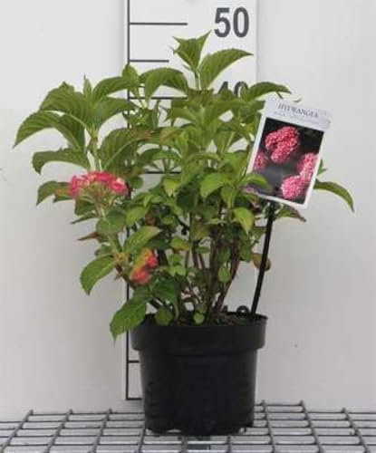 Hydrangea macr. 'Alpenglühen' - Bauernhortensie 25-30 cm Container