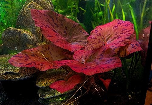 1 x Plante à bulbe vivante pour aquarium – Nymphaea Lotus Zenkeri - Tigre Rouge – Plante tropicale pour aquarium, idéale comme cachette pour poisson combattant