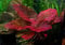 1 x Plante à bulbe vivante pour aquarium – Nymphaea Lotus Zenkeri - Tigre Rouge – Plante tropicale pour aquarium, idéale comme cachette pour poisson combattant