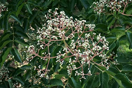 Bienenbaum Euodia hupehensis Pflanze 35-40cm Tetradium daniellii Honigesche