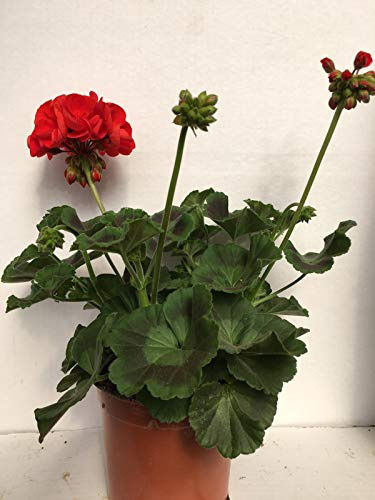Geranio Zonal - Pelargonium (Pack 6 plantas) 14 cm ø - Vipar Garden 9