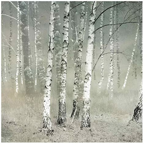 Fototapete - Ruhender Birkenwald, Material: Vlies Selbstklebend, Größe HxB: 192x192 cm