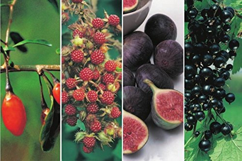 Exotische Beerenobst-Pflanzen - 4 verschiedene Sorten in einem Paket Goji-, Japanische-Wein-, Josta-Beeren & 1 x Feige