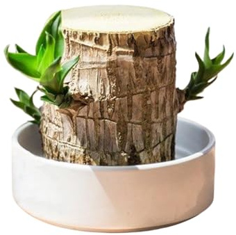 Albero fortunato brasiliano – Pianta idroponica naturale, mini decorazione da scrivania per interni, impianto per la pulizia dell'aria, accessorio per tavolo da computer, per ufficio, casa, cucina