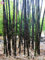 Shopmeeko 20 STÃœCKE Bambus pflanze Frische riesigen schwarzen moso bambus bambu pflanze Bambusa Lako baum pflanze Mehrjährige pflanze für hausgarten: 2