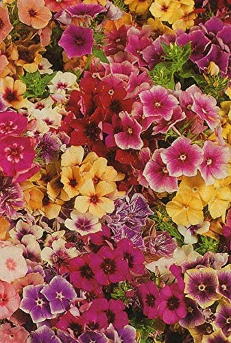 175 Seeds of Flower Phlox Tapestry Mixed