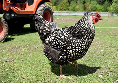 HANSEPUZZLE 102592 - Huhn Puzzle 130 Teile | Tierwelt Puzzle mit hochwertiger Puzzle Aufbewahrung: Kartonbox und wiederverschließbarem Beutel | Puzzle-Maße: 28,7 x 20 cm