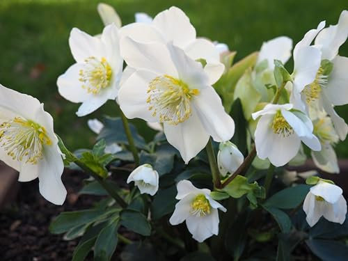 5 x Helleborus niger Advent Star (Winterhart/Stauden) Christrose/Christrosen/Schneerose Weiß - Winterblüher - Absolut winterhart und blüht sehr ausdauernd/Sie bringt Farbe in den Winter