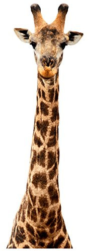 Bilderwelten Wandtattoo Giraffenkopf Wandtattoo Wandsticker Afrika Safari Giraffe Tiere, Größe HxB:70cm x 22cm