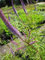 Kandelaber-Ehrenpreis Fascination - Veronica virginica Fascination Verpackungseinheit 1