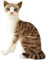 nonotse Toys Soft Toys Stofftiere Katze getigertes Stofftier Plüsch Realistisches Leben wie kleine Katzen Niedliches Plüschspielzeug für Haustier(Tabby-Katze, 35cm