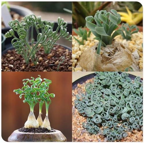 Bulbi di albuca spiralis,Pianta da appartamento succulenta,pianta Albuca Spiralis,Albuca spiralis pianta vera,piante grassa,è facile da coltivare,Migliore esperienza visiva.-3bulbi-A
