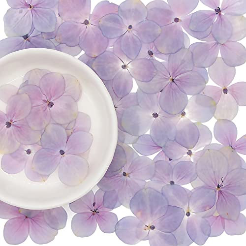 60 fiori secchi di ortensia, veri fiori naturali pressati, in resina, fai da te, custodie per telefono, dipinti a taglio sottile, candele profumate, sapone fatto a mano, fotografia di bellezza (viola)