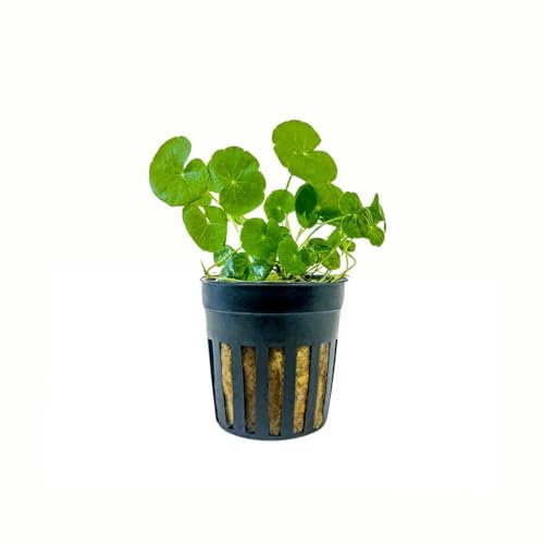 AquaOne Aquarium Pflanze Hydrocotyle leucocephala I Wasserpflanze Aquariumpflanze Stängelpflanze voll durchwurzelt einfach pflegeleicht Aquascaping Dekoration