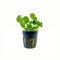 AquaOne Aquarium Pflanze Hydrocotyle leucocephala I Wasserpflanze Aquariumpflanze Stängelpflanze voll durchwurzelt einfach pflegeleicht Aquascaping Dekoration