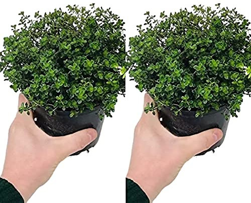 2 x grandi timo – Silver Queen – piante di limone in un vaso da 14 cm – piante verticali e cespugliose