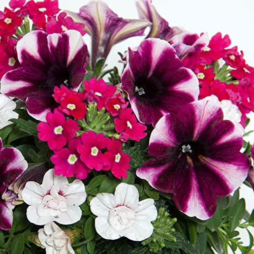 Trio Amarena Cream | Garden Ready Outdoor Bedding Hanging Basket Plants in Pots | Colourful Potted Flowering Varieties