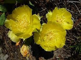 Semi di Fiori gialli di Opuntia Cactus