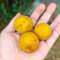 Poncirus trifoliata - semillas de naranjo amargo árbol frutal, bonsái de interior naranja agria árboles frutales columnares semillas plantas interior frutas frescas, decoración jardín 130pcs