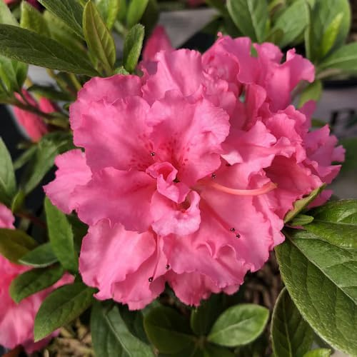 100 unidades de semillas de azalea rosa
