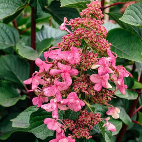 Piante Vere da Esterno - 2 Ortensie Paniculata Infinity - Perenni - Piante e Fiori Esclusivi dall'Olanda - per giardino, vasi e balcone (non semi, non artificiali)