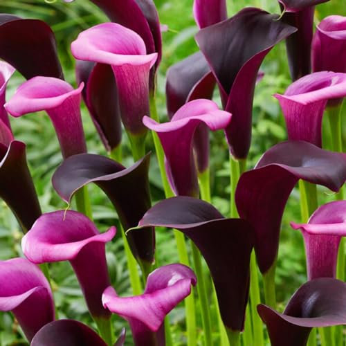 Collection de lys Calla Violet Collection de mélanges, bulbes de Zantedeschia, 5 vrais et grands bulbes portant plus de 5 fleurs idéal pour les plantes de jardin en pot, fleurs de Hollande