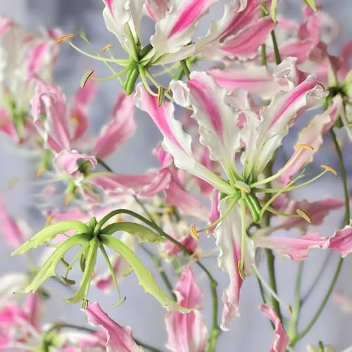 Bulbos de lirio de fuego - las plantas son resistentes gloriosa superba - plantas de balcón resistentes plantas para lugares soleados Plantas trepadoras, resistentes y de rápido 4pcs