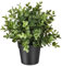 Ikea FEJKA Künstliche Topfpflanze 9 cm Oregano