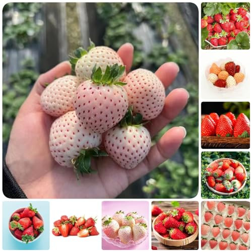 300 pcs erdbeeren pflanzen mehrjährig samen - rankpflanzen winterhart wanddeko pflanzen erdbeer erdbeersamen kaufen,Fragaria ananassa, kletterpflanze winterharte balkonpflanzen obstbäume
