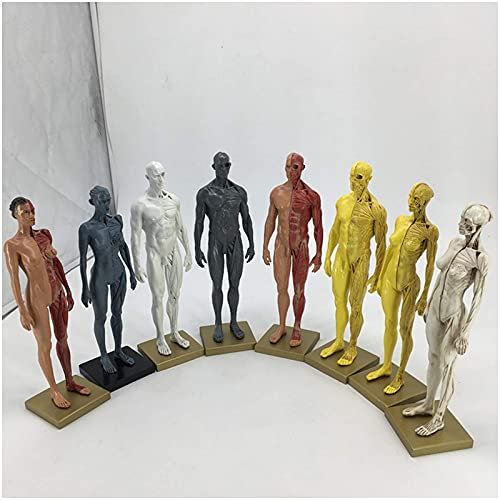 AnytoY 8 Stück männliche und weibliche Humanatomie-Figur Huamn Schädel-Kopf-Körper-Muskel-Knochen-Modell für Ärzte, Büro, pädagogisches Werkzeug, Künstler, Zeichnen, Studium