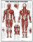 NIDONE Anatomie -Poster, Vintage Muscular System Anatomical Diagramm, 50 x 70 cm, Muskelndiagramm, Stretching -Übungsdiagramm