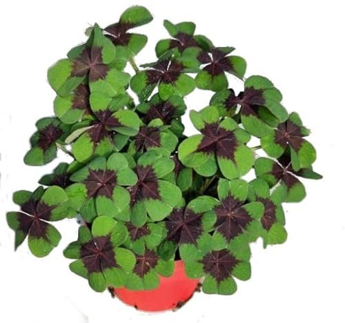 Oxalis tetraphylla Natural Trébol de la Suerte para el Hogar