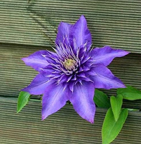 Waldrebe Multi Blue 60-80cm - Clematis