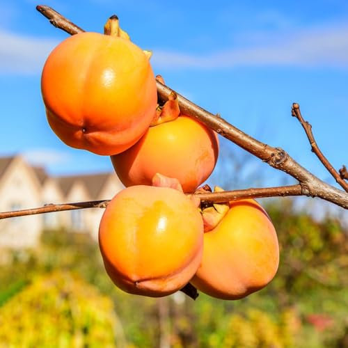 10 pcs kaki baum pflanze winterhart samen, kakibaum kaufen, seed, saatgut alte sorten kaki samen (Diospyros kaki) zwergobstbäume, zimmerpflanze säulenobst, geschenke sukkulenten samen,