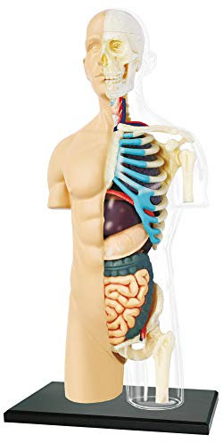 EXPLORA - Halbtorso - Anatomie des menschlichen Körpers - 546083 - Realistisches Modell mit 37 Teilen - Montageanleitung und Bildungsquiz - Kinderspiel - Wissenschaftlich - Ab 8 Jahren