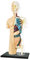EXPLORA - Halbtorso - Anatomie des menschlichen Körpers - 546083 - Realistisches Modell mit 37 Teilen - Montageanleitung und Bildungsquiz - Kinderspiel - Wissenschaftlich - Ab 8 Jahren
